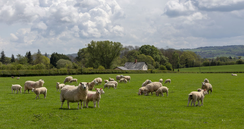 Lleyn sheep, Commonwood Farm