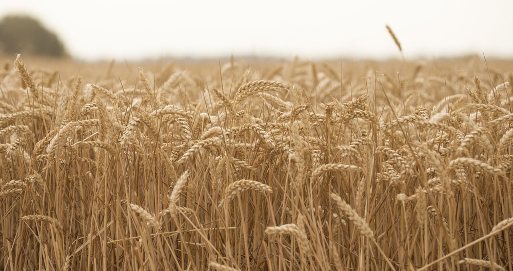 Wheat field, Cambridgeshire