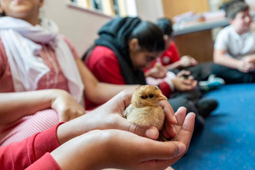 Children at Ronald Ross Primary School with chicks as NFU Education turns their school into a farm for the day