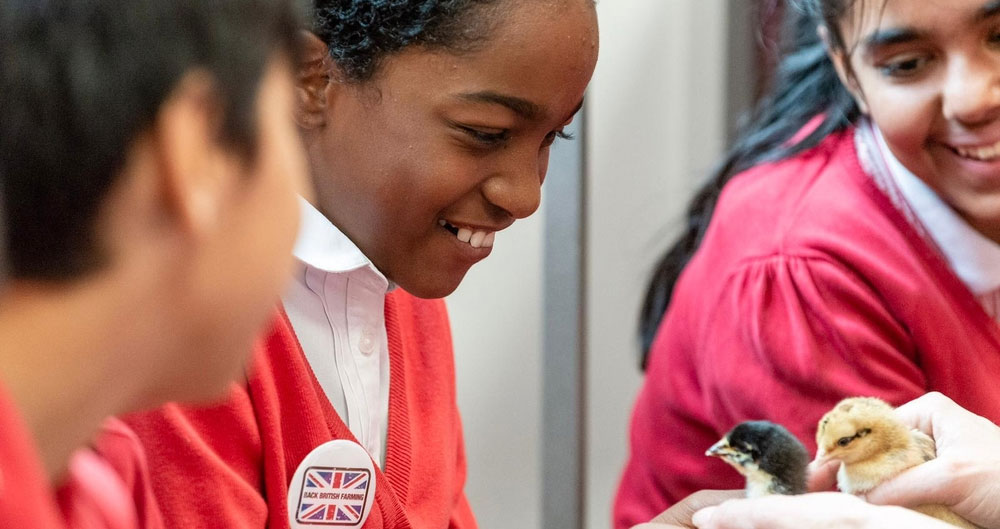 Children at Ronald Ross Primary School with chicks as NFU Education turns their school into a farm for the day