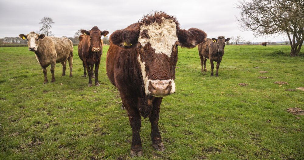 Next steps for the Livestock Information Programme