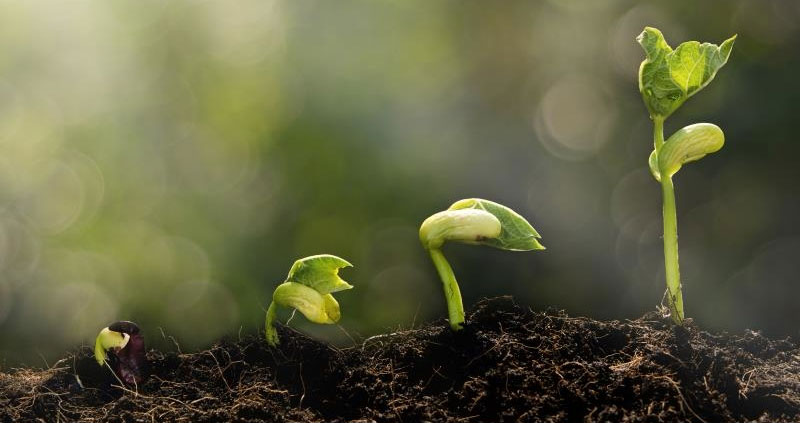 Green shoots, spring, soil, growth