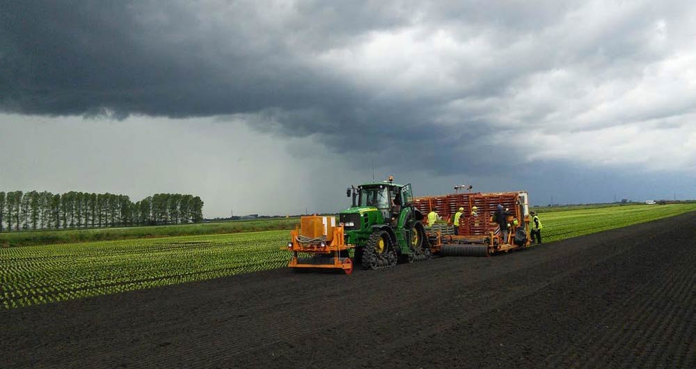 Fens gem lettuce planting 