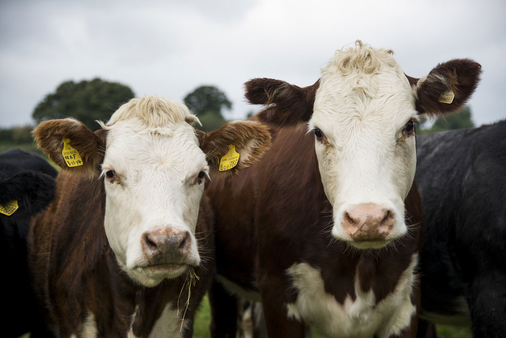 Beef cattle on a farm in Somerset