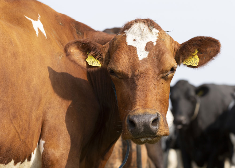 A dairy cow from Clotton Hall Dairy