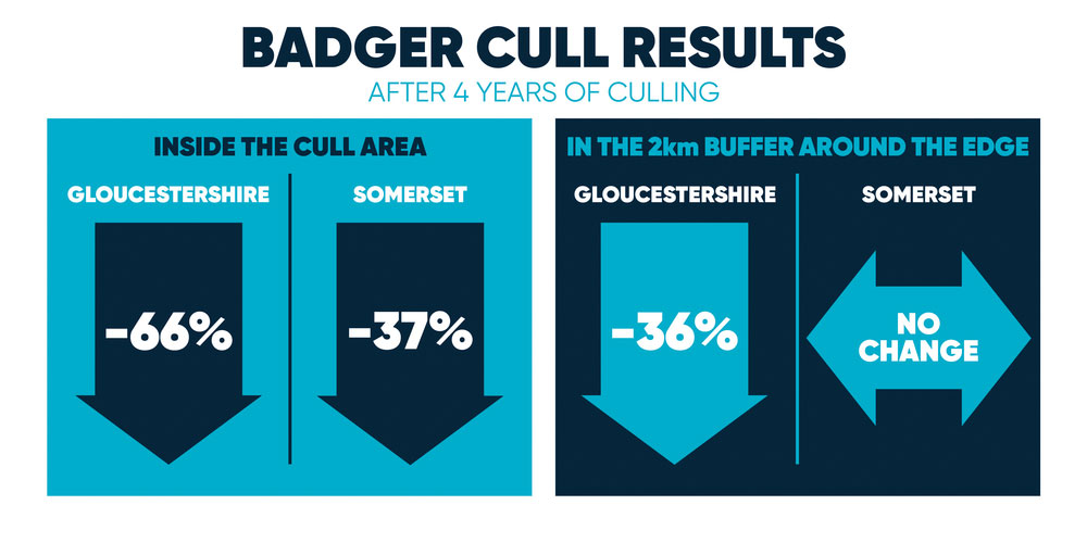 The research into the effectiveness of the badger cull in the original cull zones in Gloucestershire and Somerset showed a 66% reduction in new TB breakdowns in cattle in Gloucestershire and a 37% reduction in Somerset.