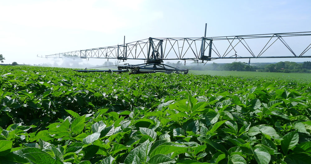 An image of a field of crops being sprayed with water