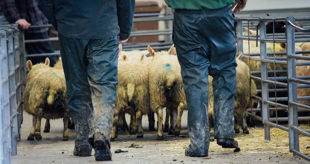 Llanybydder farmer herding sheep