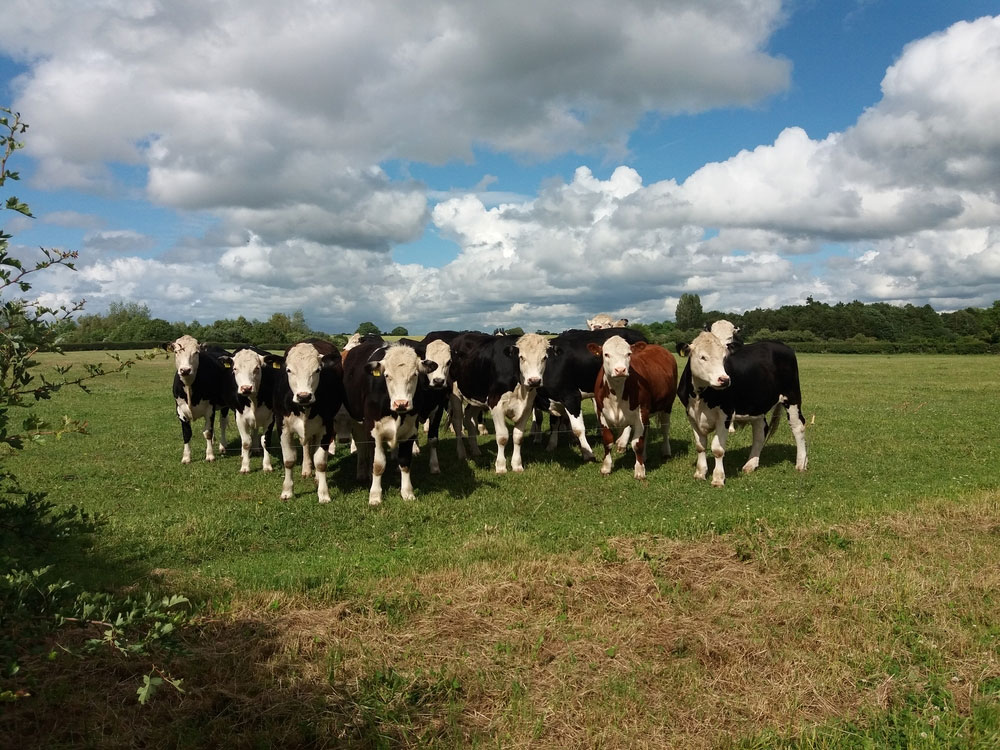 Livestock in a field