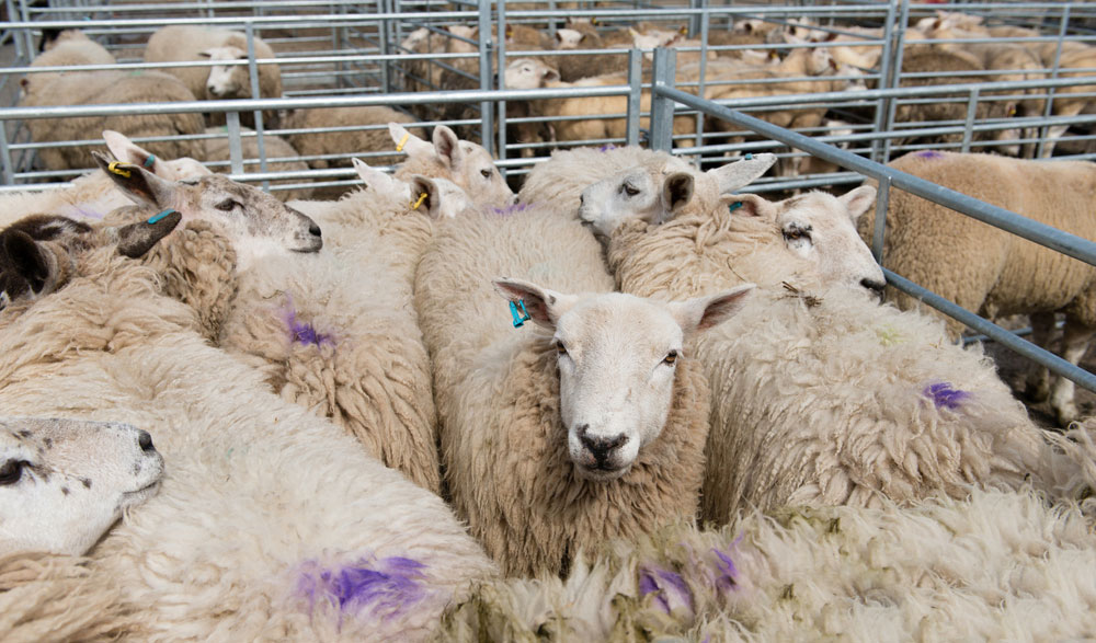 sheep in pen