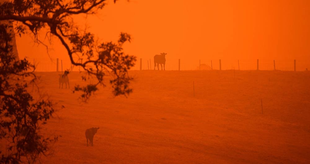 Cattle stand in a field under a red sky caused by bushfires in Greendale on the outskirts of Bega, in Australia's New South Wales state on January 5, 2020