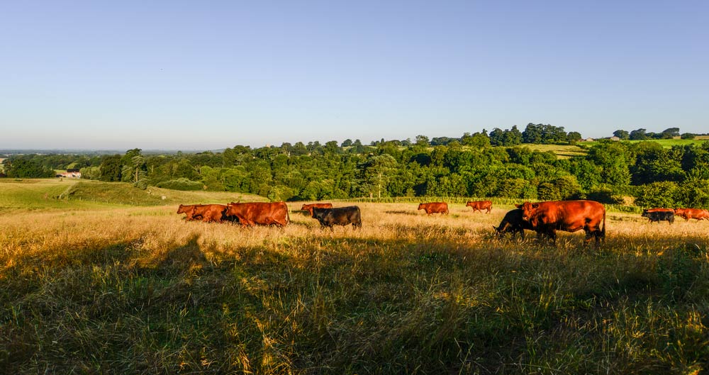 Farming landcsape with cattle