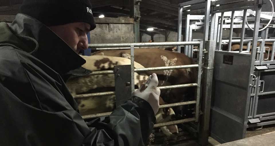 Vet Costantino Smaldone conducting a bTB jab test at Andrew Broadley's farm in Derbyshire