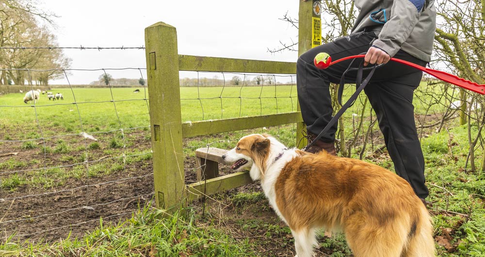 Dog walking shoot 2019