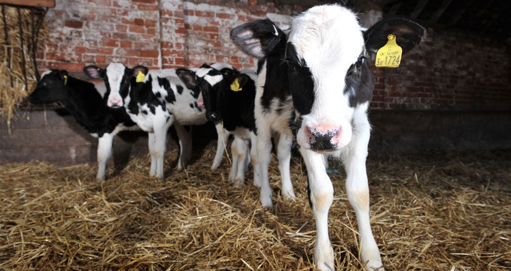 Young cows, calves