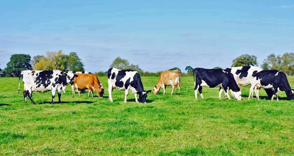 The herd at James Chatham's farm