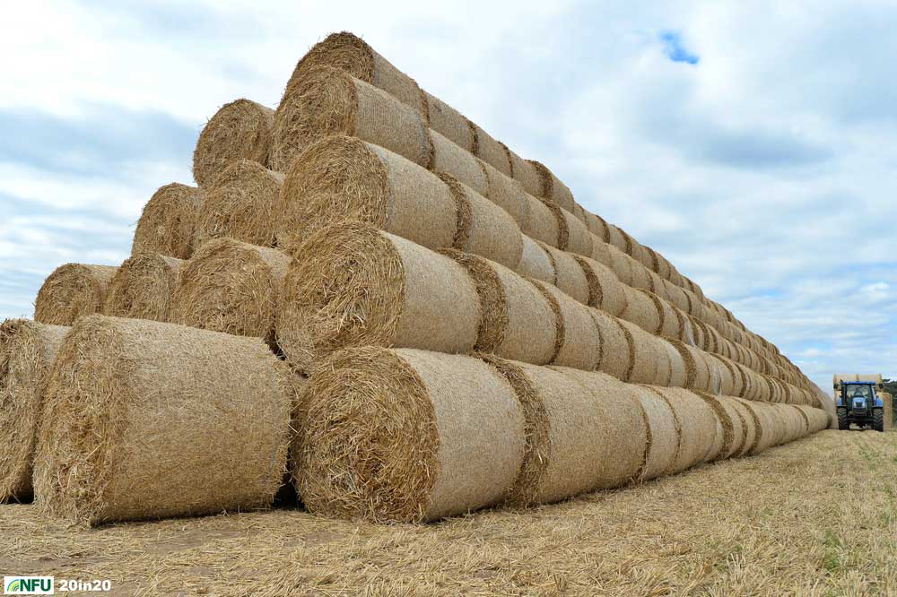 <h4>Great wall of straw at Eyke</h4> <p>Stacking straw bales at the end of harvest at Eyke in east Suffolk, in early September. Farmers grow cereal crops on about 136,000 hectares of land in Suffolk. Photo: Nikon D4 + 24mm F2.8 1/1600 @ F6.3 ISO 500</p> <p>Warren’s comments: </em>I spotted four enormous Toblerone-shaped stacks of straw, each about 200 metres long on my way home from the turf shoot. I made my way down a tiny lane and found workers still adding to the huge stacks. Apparently, it had been a bumper year with over 7000 rolls of straw being produced, over double the usual number. It was difficult to show the scale of how much straw was being stacked.</em></p> <h4>Great wall of straw at Eyke</h4> <p>Stacking straw bales at the end of harvest at Eyke in east Suffolk, in early September. Farmers grow cereal crops on about 136,000 hectares of land in Suffolk. Photo: Nikon D4 + 24mm F2.8 1/1600 @ F6.3 ISO 500</p> <p>Warren’s comments: </em>I spotted four enormous Toblerone-shaped stacks of straw, each about 200 metres long on my way home from the turf shoot. I made my way down a tiny lane and found workers still adding to the huge stacks. Apparently, it had been a bumper year with over 7000 rolls of straw being produced, over double the usual number. It was difficult to show the scale of how much straw was being stacked.</em></p>