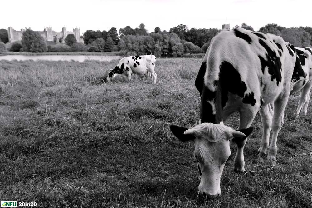 <h4>Cattle grazing near Framlingham Castle</h4><p>Cattle being grazed on meadows next to Framlingham Mere and the famous castle. Photo: Nikon D4 + 24mm F2.8 1/800 @ F4.5 ISO 320</p><p>Warren’s comments: <em>When thinking of iconic Suffolk places to try to feature in images with farming involved Framlingham Castle was a challenge. It sits on a hill but is well surrounded by trees on three sides so no fields really overlook it. I was very lucky to find that there were cattle allowed to graze on the land beside the Mere but they were never in the right place for the shots. I went back for a third try, this time later in the day and there they were, just where I needed them.</em></p> <h4>Cattle grazing near Framlingham Castle</h4><p>Cattle being grazed on meadows next to Framlingham Mere and the famous castle. Photo: Nikon D4 + 24mm F2.8 1/800 @ F4.5 ISO 320</p><p>Warren’s comments: <em>When thinking of iconic Suffolk places to try to feature in images with farming involved Framlingham Castle was a challenge. It sits on a hill but is well surrounded by trees on three sides so no fields really overlook it. I was very lucky to find that there were cattle allowed to graze on the land beside the Mere but they were never in the right place for the shots. I went back for a third try, this time later in the day and there they were, just where I needed them.</em></p>