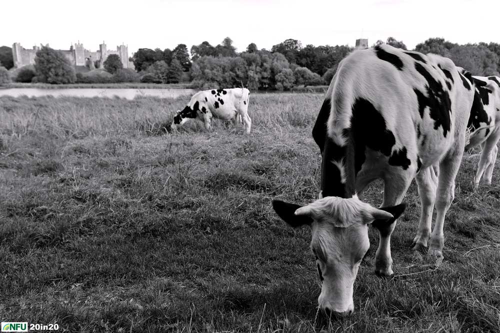 <h4>Cattle grazing near Framlingham Castle</h4><p>Cattle being grazed on meadows next to Framlingham Mere and the famous castle. Photo: Nikon D4 + 24mm F2.8 1/800 @ F4.5 ISO 320</p><p>Warren’s comments: <em>When thinking of iconic Suffolk places to try to feature in images with farming involved Framlingham Castle was a challenge. It sits on a hill but is well surrounded by trees on three sides so no fields really overlook it. I was very lucky to find that there were cattle allowed to graze on the land beside the Mere but they were never in the right place for the shots. I went back for a third try, this time later in the day and there they were, just where I needed them.</em></p>