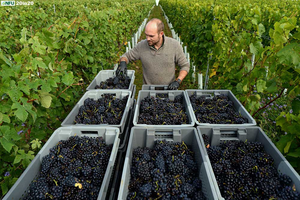 <h4>Harvesting grapes near Stowmarket</h4> <p>Grape harvesting on the Scarff family farm at Combs near Stowmarket, late September 2019. Photo: Nikon D4 + 24mm F2.8 1/250 @ F8 ISO 160</p> <p>Warren’s comments: <em>We wanted to illustrate the diversity and innovation within Suffolk farming. I had heard that vines were being planted in the county but was really pleased to hear that there was an actual harvest of a crop on such young vines.</em></p>