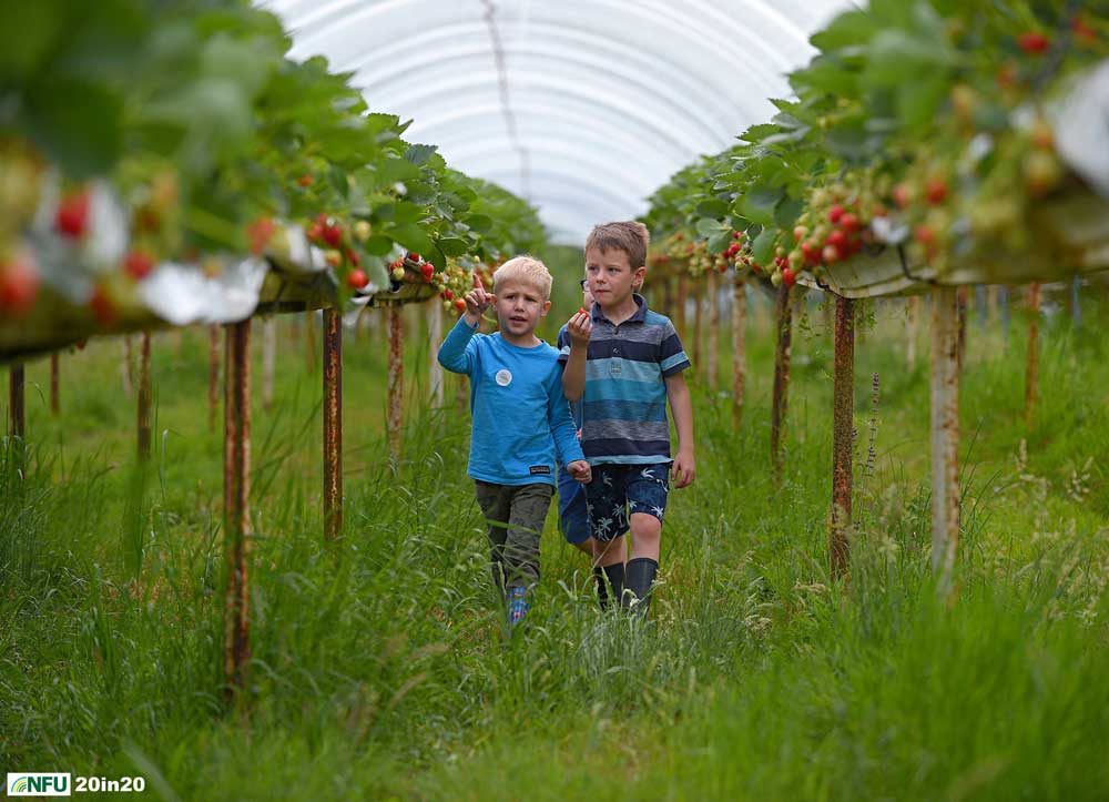 <h4>Open Farm Sunday - Strawberries at Lodge Farm, Lindsey</h4> <p>Matthew Walker and his two friends Alex and William exploring the lanes between the strawberry plants at Lindsey Lodge Farm, near Hadleigh on Open Farm Sunday 2019. The farm grows strawberries, raspberries, runner beans and flowers and all produce is sold locally. Photo: Nikon D4s + 80-200mm F2.8 135mm 1/2000 @ F4 ISO 320</p><p>Warren’s comments: <em>Open Farm Sunday seems like an age ago now. A nice day on a farm with loads of visitors exploring and not a two metre distancing sign in sight.</em></p>