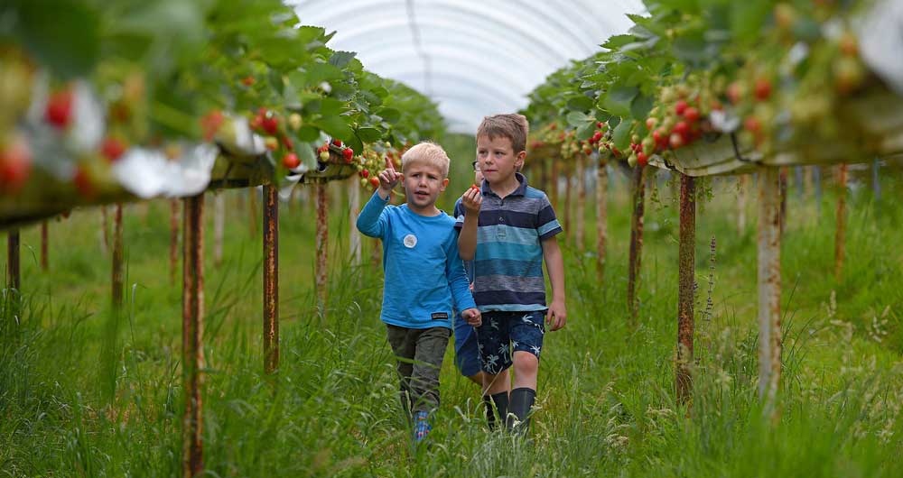 Strawberries at Lodge farm, Lindsey during Open Farm Sunday