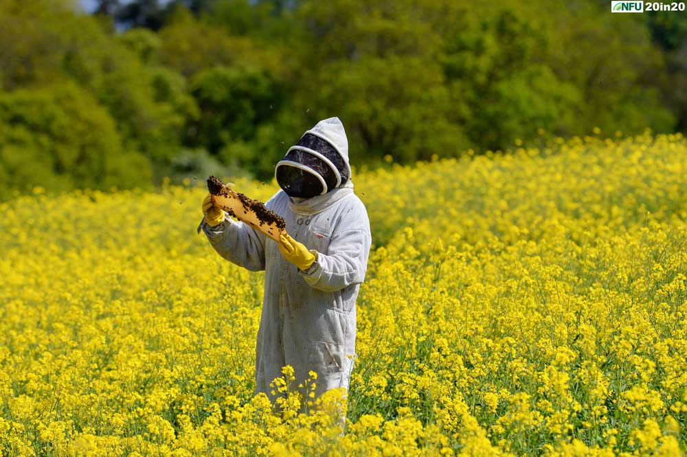 <h4>Bees among oilseed rape at Hillfarm Oils, Heveningham</h4><p>Beekeeper Arlen Mulder tends to the bees used as pollinators on the oilseed rape crop at Hillfarm Oils, Heveningham near Halesworth in May 2020. Photo: Nikon D4 + 300mm F2.8 1/1600 @ F8 ISO 250</p><p>Warren’s comments: <em>Speaking to Sam Fairs at Hillfarm Oils, I was wary of producing the stereotypical deep blue sky, deep yellow rape seed flower image. I jumped at the chance to visit the farm when the beekeeper was there maintaining the hives - it gave me something different to work with. I also found out how protective the bees can be with their hives. After being continually bumped by tenacious bees for the fifth time, I called it a day and retreated to my car.</em></p> <h4>Bees among oilseed rape at Hillfarm Oils, Heveningham</h4><p>Beekeeper Arlen Mulder tends to the bees used as pollinators on the oilseed rape crop at Hillfarm Oils, Heveningham near Halesworth in May 2020. Photo: Nikon D4 + 300mm F2.8 1/1600 @ F8 ISO 250</p><p>Warren’s comments: <em>Speaking to Sam Fairs at Hillfarm Oils, I was wary of producing the stereotypical deep blue sky, deep yellow rape seed flower image. I jumped at the chance to visit the farm when the beekeeper was there maintaining the hives - it gave me something different to work with. I also found out how protective the bees can be with their hives. After being continually bumped by tenacious bees for the fifth time, I called it a day and retreated to my car.</em></p>