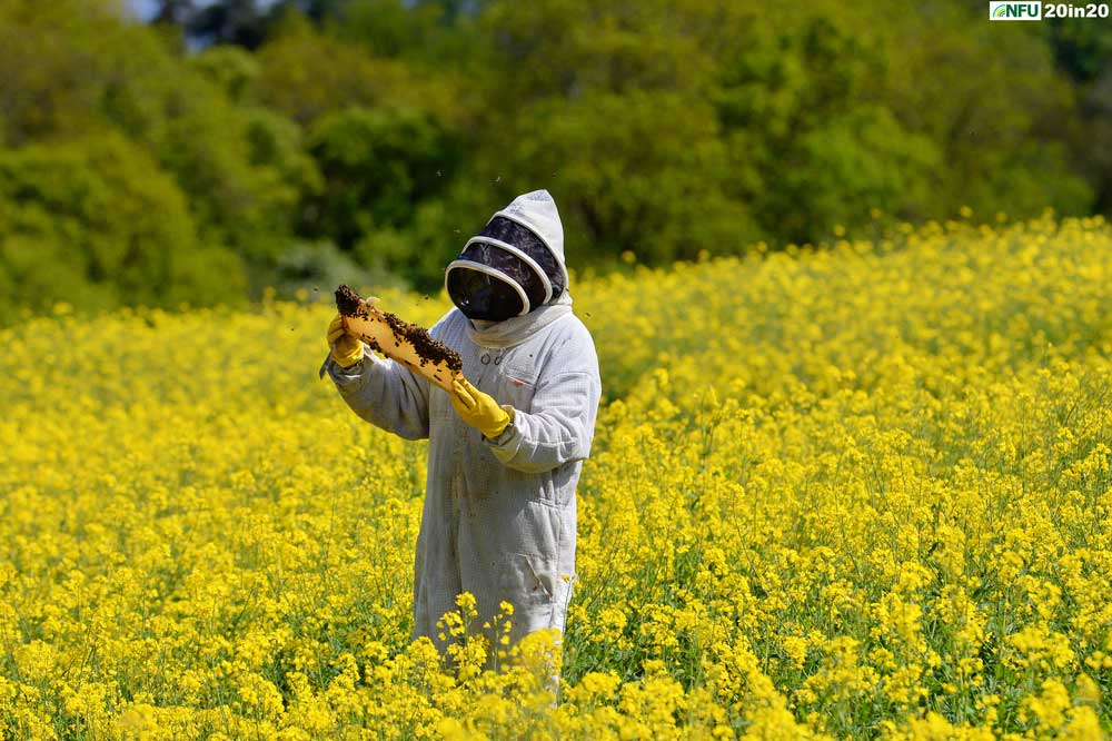 <h4>Bees among oilseed rape at Hillfarm Oils, Heveningham</h4><p>Beekeeper Arlen Mulder tends to the bees used as pollinators on the oilseed rape crop at Hillfarm Oils, Heveningham near Halesworth in May 2020. Photo: Nikon D4 + 300mm F2.8 1/1600 @ F8 ISO 250</p><p>Warren’s comments: <em>Speaking to Sam Fairs at Hillfarm Oils, I was wary of producing the stereotypical deep blue sky, deep yellow rape seed flower image. I jumped at the chance to visit the farm when the beekeeper was there maintaining the hives - it gave me something different to work with. I also found out how protective the bees can be with their hives. After being continually bumped by tenacious bees for the fifth time, I called it a day and retreated to my car.</em></p>