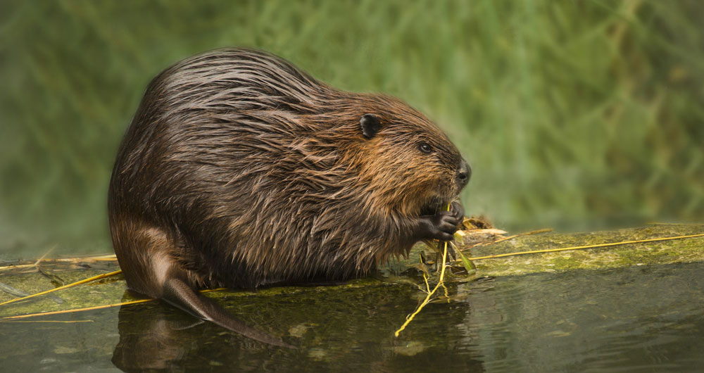 A Eurasian beaver being trialled in the UK