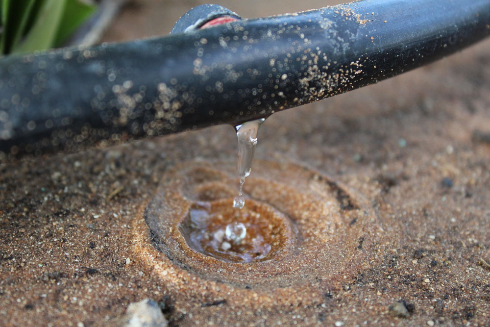 Trickle irrigation on farm