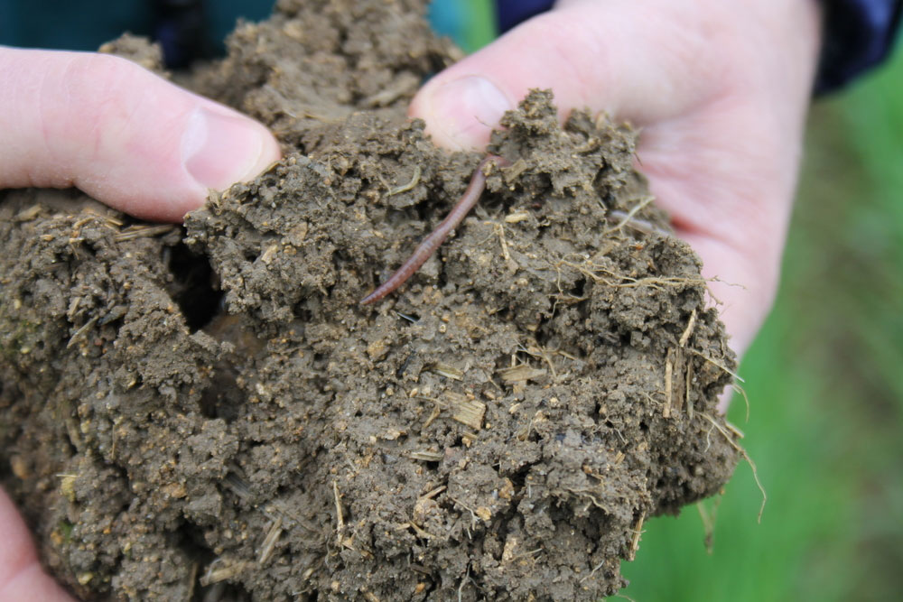 Examining soil on farm at Peopleton, Worcestershire, the soil cam e froma  min till sysstme and was packed with worms and organic matter  