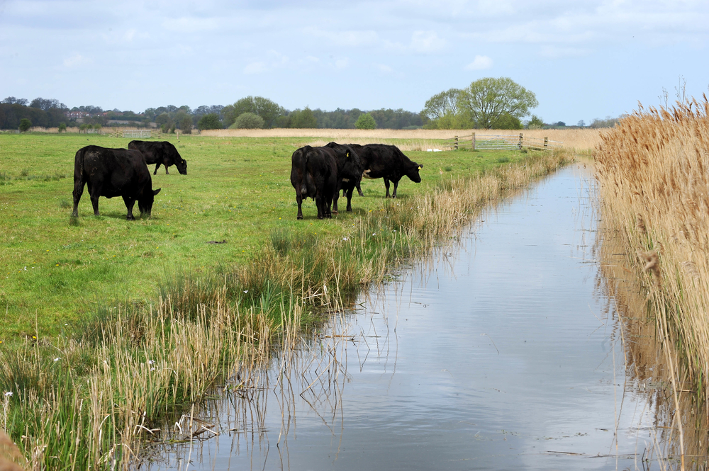 Cattle grazing in the Norfolk Broads