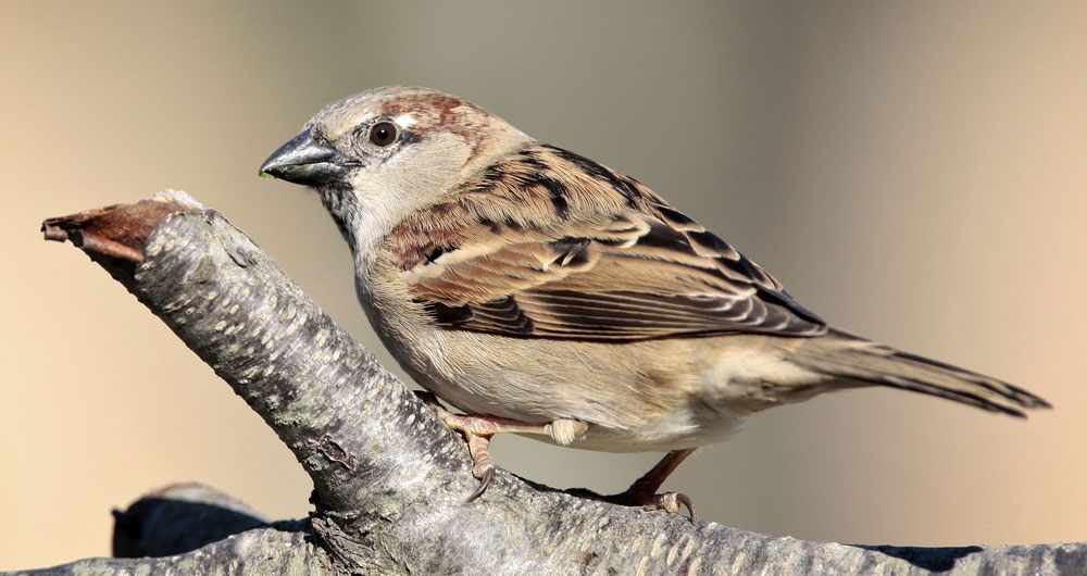 House sparrow pictured in a tree