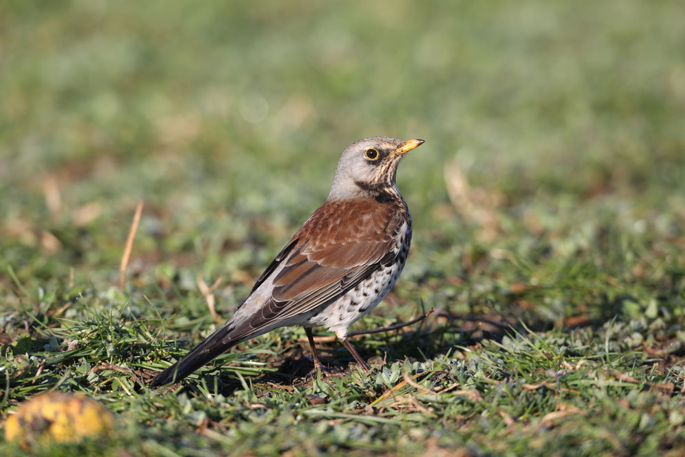 Fieldfare on the ground