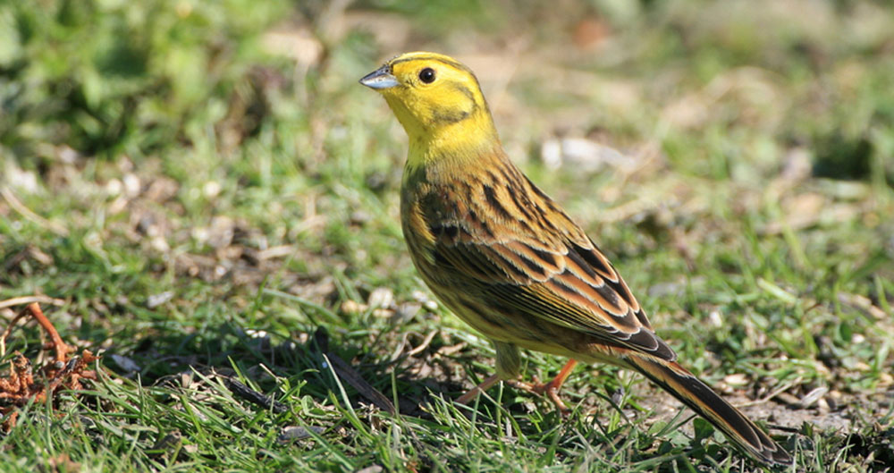 Yellowhammer on farm