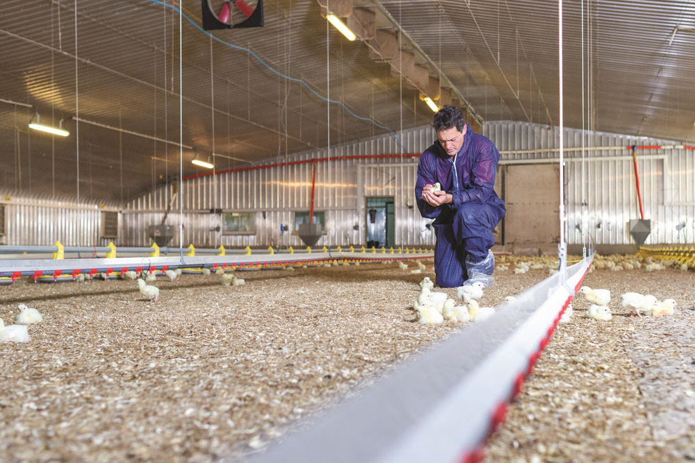 Poultry board chairman Tom Wornham tends to his chicks on farm