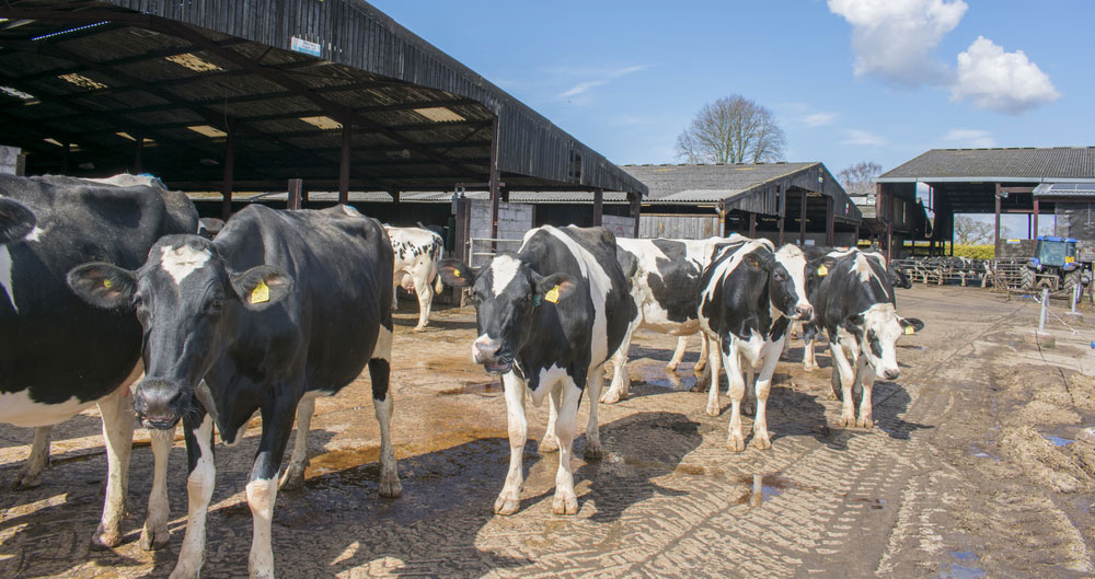 Dairy cows on farm yard