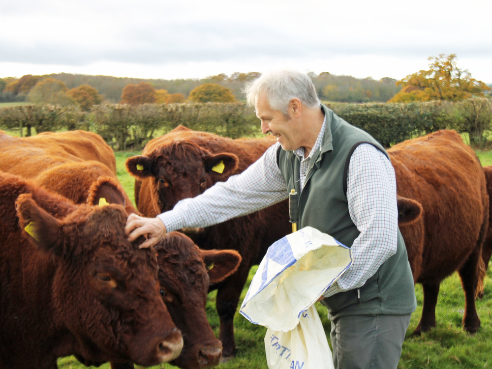 Farmer Rob Alderson with some of his Devon cattle