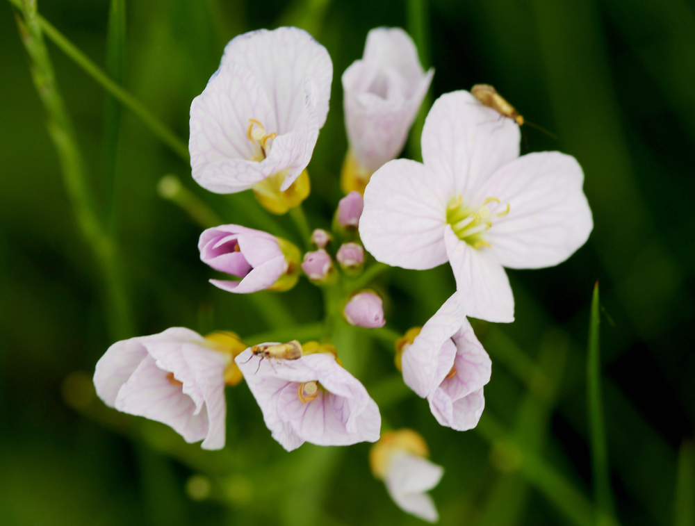 Cuckoo flower found on the Farm Nature Discovery Day, Onibury, 2019, Rob Alderson