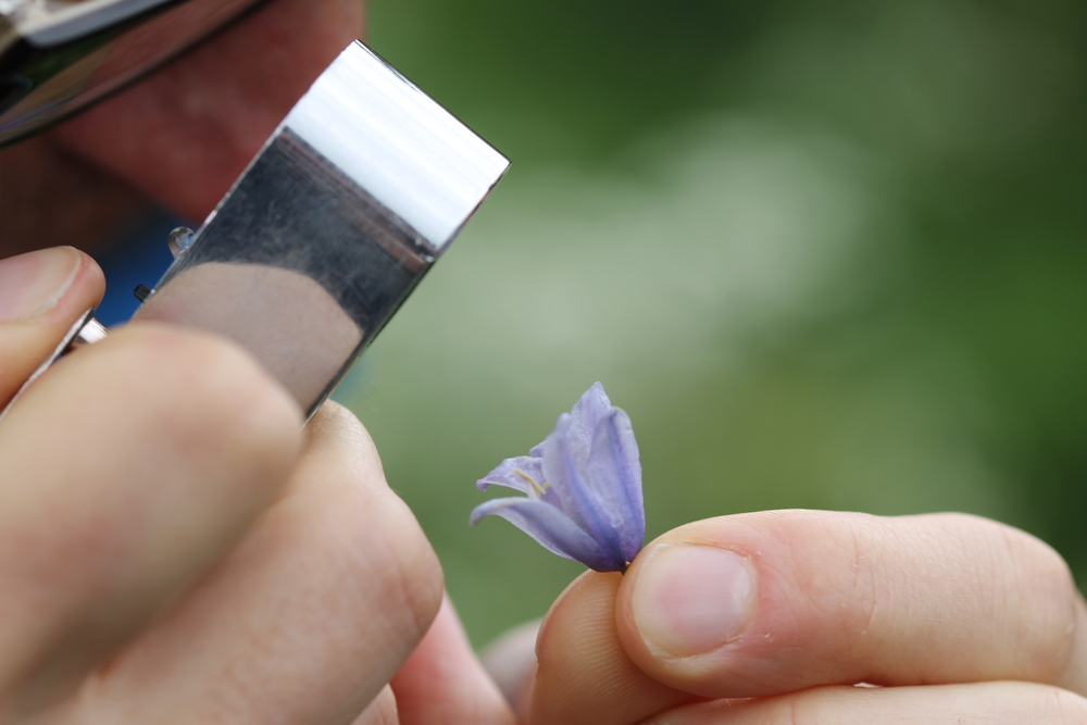 Examining a flower at the Farm Nature Discovery Day, Onibury, 2019, Rob Alderson