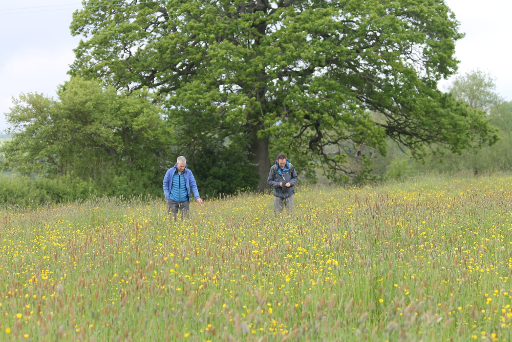 Botanists in a meadow at the Farm Nature Discovery Day, Onibury, 2019, Rob Alderson