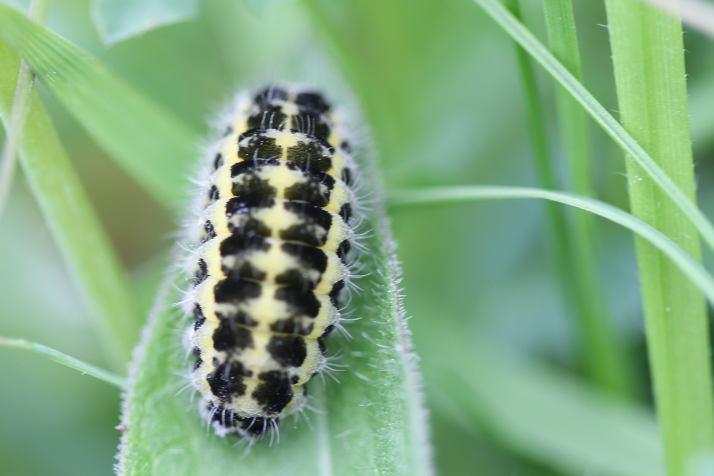 A six spot Burnet moth caterpillar, Farm Nature Discovery Day, Onibury, 2019, Rob Alderson
