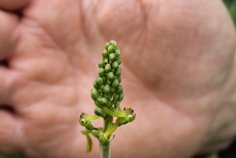 Twayblade orchid on a farm discovery day at Onibury, Shropshire