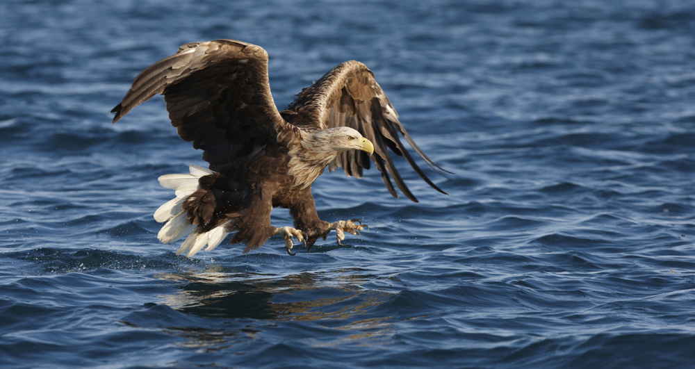 A sea eagle swoops to take a fish