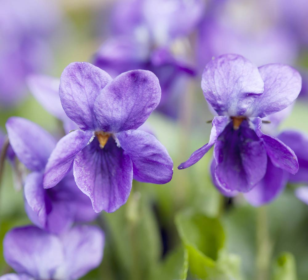 Britain's best spring flowers