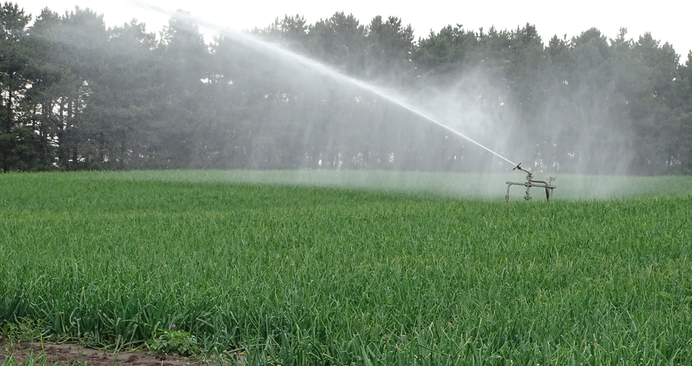 Crops under irrigation in East Suffolk