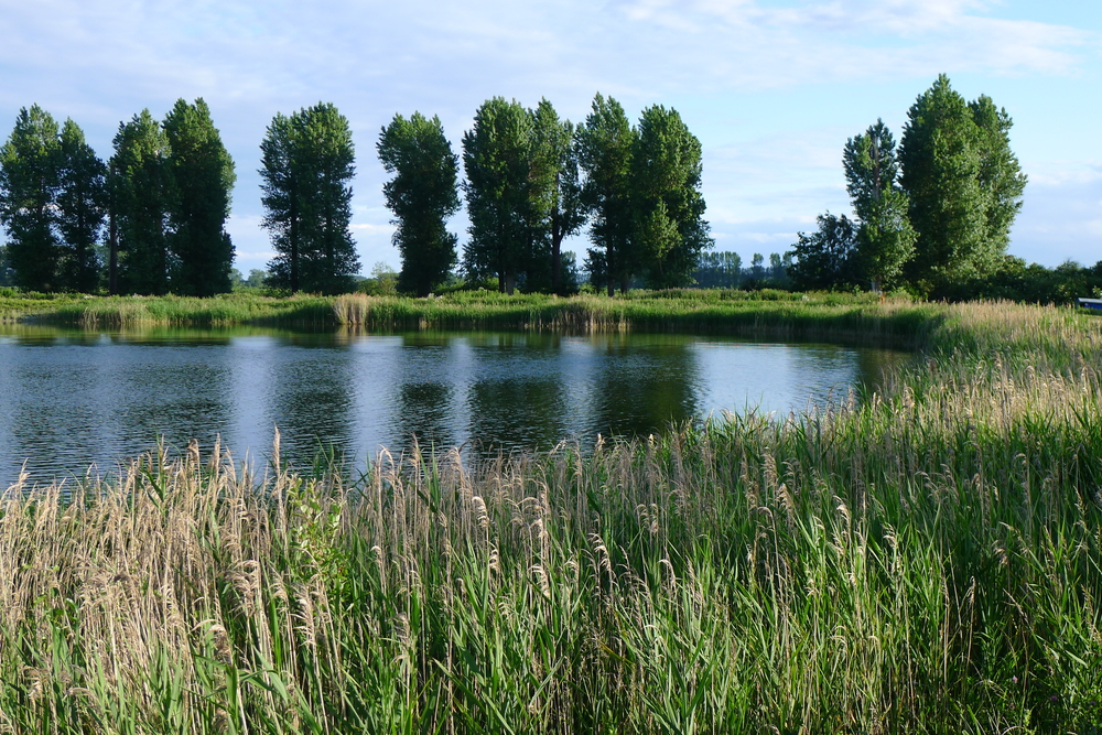 A norfolk reservoir