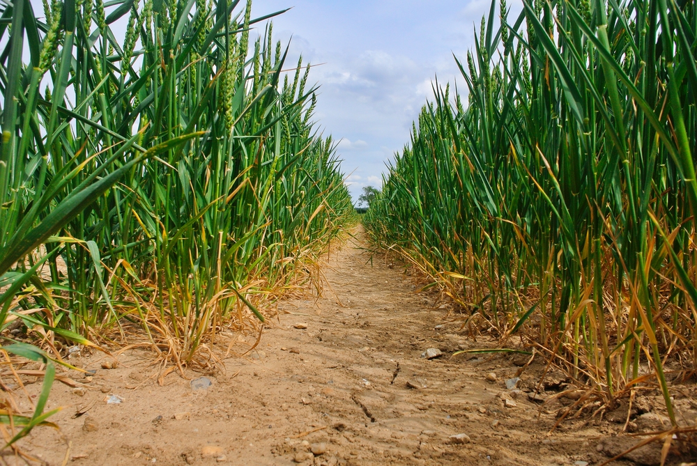 Arable crops on the Essex and Suffolk border