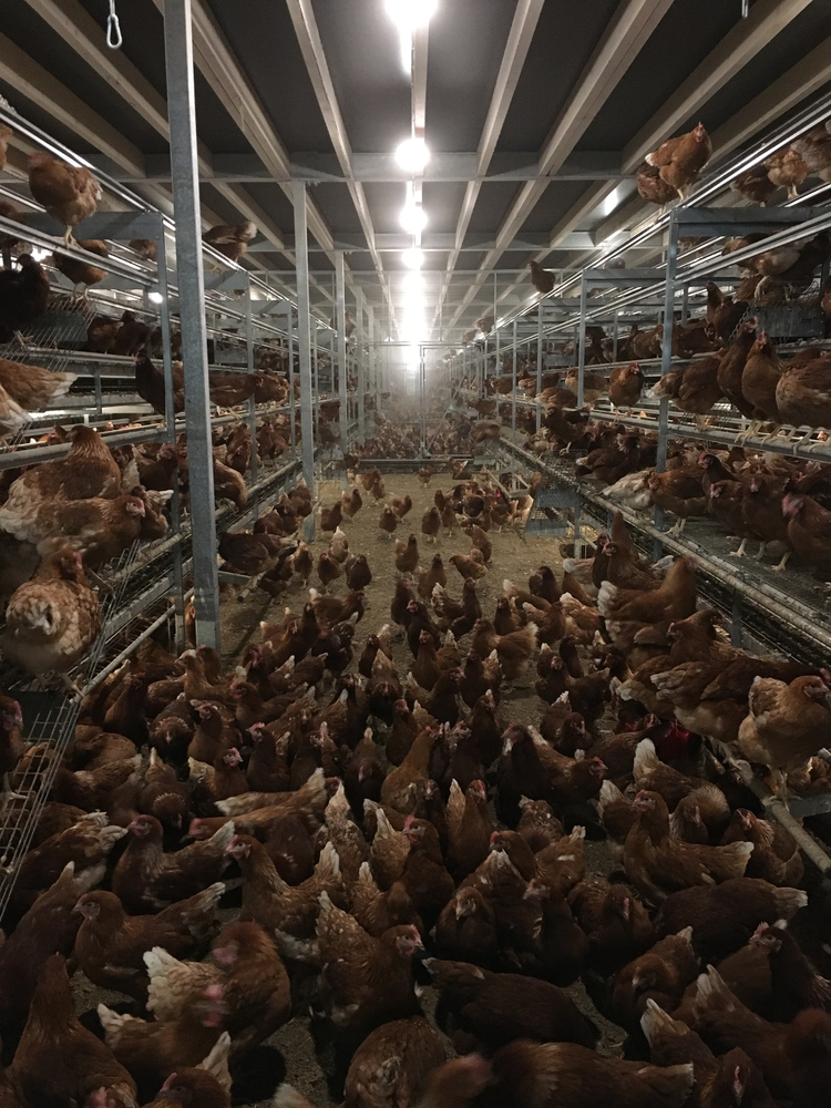 PIP blog for March 2021 Poultry