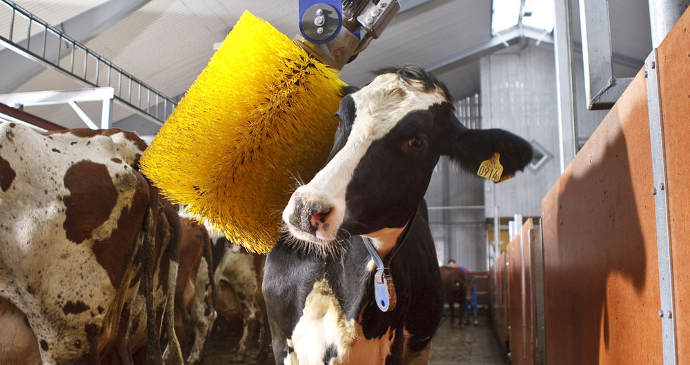 Fascinating Facts About British Dairy Countryside Online